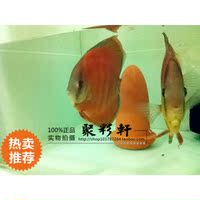 七彩神仙鱼鱼苗 财神3公分鱼苗 热带鱼