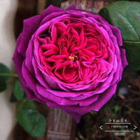 欧洲月季苗 英国王子 大卫奥斯汀类 暗红色玫瑰香 耐阴紫色月季