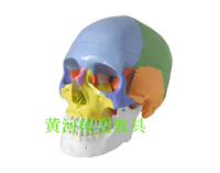 进口头颅骨模型 头颅骨着色模型 头骨骨性分离模型 彩色头骨模型