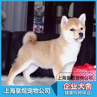 赛级品质出售纯种日本柴犬幼犬 赤色柴犬 健康可视频宠物小狗