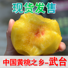 武台黄桃 新鲜水果毛桃脆桃子水果新鲜黄金桃蜜桃5斤