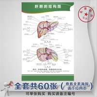 医院海报定做 人体器官解剖图挂图 肝脏结构挂画 医学挂画定制