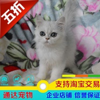 纯种金吉拉 长毛猫 波斯猫 白猫 纯种猫 折耳猫 纯种长毛猫