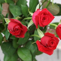 正品卡罗拉红玫瑰切花月季花苗。当年开花，带土发货，包对版