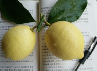 现摘现发四川安岳黄柠檬新鲜水果酸味十足2016年9月新果5斤装