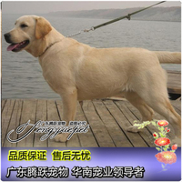 高品质奶黄色狗狗，拉布拉多犬纯种幼犬 双血统导盲犬宠物狗