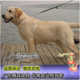 高品质奶黄色狗狗，拉布拉多犬纯种幼犬 双血统导盲犬宠物狗