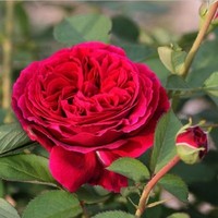 食用玫瑰花苗 香水玫瑰大马士革花苗 平阴玫瑰花苗 可以吃的玫瑰