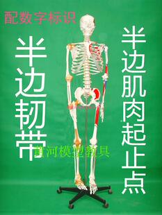 170cm人体骨骼模型骷髅骨架 彩色骨骼附肌肉起止点及韧带模型包邮