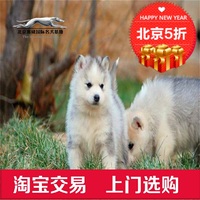 可爱纯种哈士奇小幼犬包邮西伯利亚雪撬犬 宠物狗出售 名宠基地