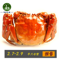预售正宗阳澄湖神农之星大闸蟹 单只母蟹2.7-2.9两 鲜活螃蟹