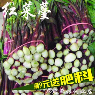 红菜苔种子 寿光蔬菜种子 紫菜薹 发芽率高 好种