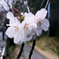 日本进口樱花苗 白雪 樱花树苗 庭院小区别墅种植 绿化苗木