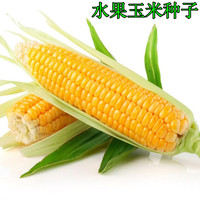 优质【水果玉米种子】鲜食甜玉米种子 2014年新玉米种子 新货