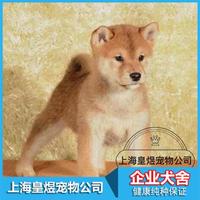 赛级双血统带证出售纯种日本柴犬幼犬 赤色柴犬黑色白色 可视频