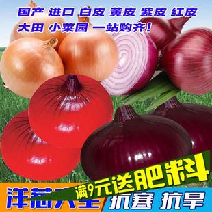 寿光蔬菜种子 紫红皮洋葱种子 圆葱种子 春秋冬栽培 味甜辣 10克