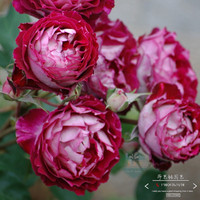 欧月马萨德医生 法国大花 强草莓香味 双色玫瑰苗月季苗 阳台盆栽