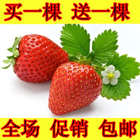 四季结果草梅苗盆栽地栽大牛奶草莓苗草莓秧奶油草莓苗批发包邮