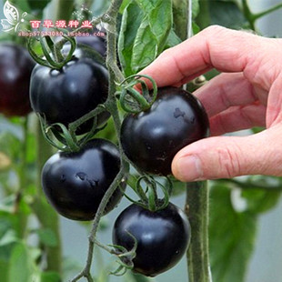 美国进口H7黑番茄种子 蔬菜水果种子 黑番茄种子 纯黑色樱桃番茄