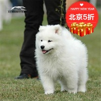 萨摩耶幼犬出售纯种活体宠物狗狗拉布拉多犬日系柴犬北京京巴犬