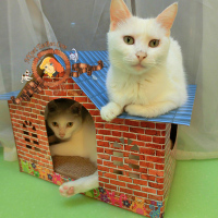 猫咪别墅 超级瓦楞纸猫窝猫房子猫屋猫抓板 磨爪猫玩具　送猫薄荷