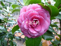 【紫椿】茶花苗 盆栽花卉 高档进口品种 2年苗 青青茶花园