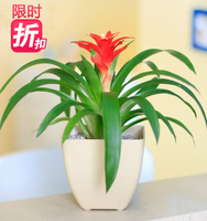 鸿运当头盆栽小红星净化空气凤梨办公室内四季开花卉观花植物包邮