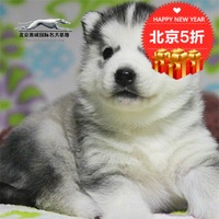 纯种西伯利亚雪撬犬可爱哈士奇小幼犬包邮 宠物狗出售 名宠基地
