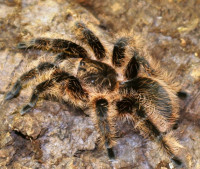 新手宠物蜘蛛洪都拉斯卷毛1.5-2厘米左右大苗温顺  适合新手饲养
