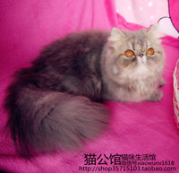 全蓝活体宠物加菲猫成母异国短毛（长毛）母猫MM波斯猫-----展示