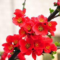 庭院盆栽花卉【木瓜海棠】鲜红色的花朵 木瓜花 结果实 铁脚海棠