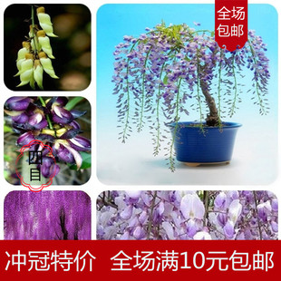 包邮紫藤种子高档爬藤植物 花种子重瓣紫藤花苗花卉种子 20粒精装