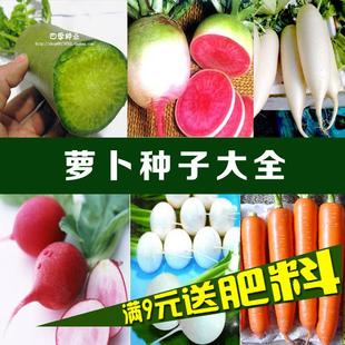 潍县青萝卜 红 白 水果 萝卜种子 蔬菜 四季 批发 冬季韩国 大全