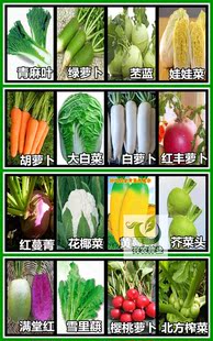 秋季蔬菜种子合集 家庭阳台菜园种植 萝卜白菜胡萝卜 榨菜娃娃菜