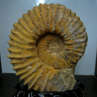 矿物大世界 古生物化石发财螺化石菊龙化石 特大块体菊石化石5020