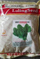 超级翠绿菠菜306春夏秋季播种庭院大田简单易种有机蔬菜 3公斤