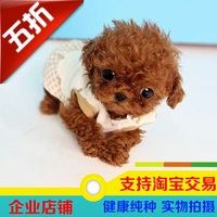 出售纯种小茶杯泰迪犬幼犬红棕色贵宾玩具幼犬活体宠物狗狗