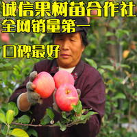 红富士苹果树苗 南方北方种植 当年结果 苹果树苗地栽盆栽 快递