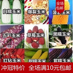 四季播种蔬菜种子 玉米种子菠萝/水果/草莓玉米/甜/黑/糯玉米包邮