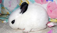 宠物兔宝宝 熊猫兔公主兔小白兔黑兔子 兔活体包活 两只包邮