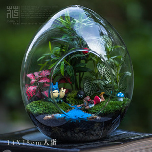 苔藓微景观生态瓶植物蛋形玻璃创意DIY办公植物生日礼物送朋友