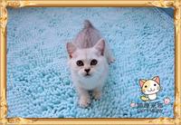 上海家养幼猫小猫英短银渐层英国短毛宠物猫