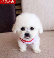 韩系奶油白色泰迪幼犬狗狗出售 小茶杯体贵宾犬宠物狗 家庭幼犬崽