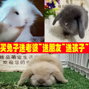 【精品垂耳兔】宠物兔子活体迷你纯种荷兰垂耳兔活体侏儒兔兔宝宝