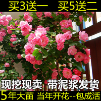 3颗包邮多花蔷薇苗5年苗藤本月季玫瑰爬藤植物庭院阳台蔷薇花苗