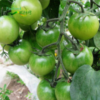 绿珍珠圆球形早生日本进口绿色樱桃小番茄种子