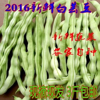 2016农家自产新鲜蔬菜豆角白芸豆新鲜四季豆当天现摘芸豆 3斤包邮