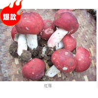 红蘑菇伏牛山野生红椎菌新货特产干货250g正宗农家山货新品包邮