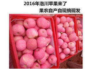 24枚70#包邮正宗洛川苹果农家自产自销现摘现发新鲜美味