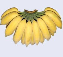 新鲜香蕉水果无催熟剂特产绿色食品米蕉非海南皇帝蕉 5斤包邮